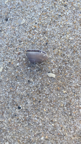 Donax variabilis