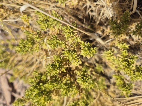 Baccharis tola
