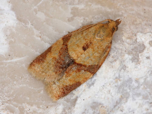 Privet Tortrix