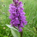 Broad-leaved Marsh Orchid - Photo (c) wojtest, all rights reserved, uploaded by wojtest