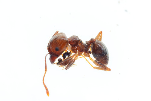 Pheidole pubiventrisPheidole pubiventris