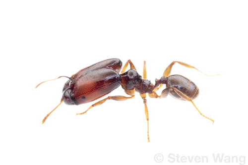 Pheidole absurdaPheidole absurda