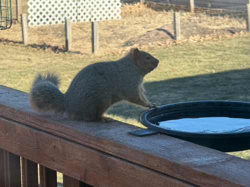 Eastern Fox Squirrel