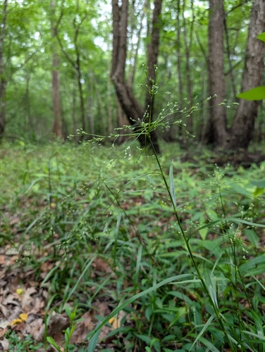 spreading bulrush (Scirpus divaricatus)