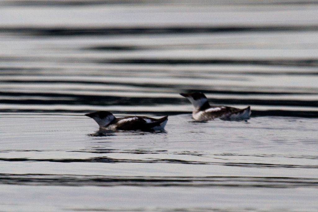 Marbled Murrelet (Birds of San Mateo County) · iNaturalist