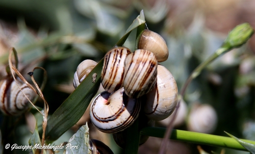 Theba pisana