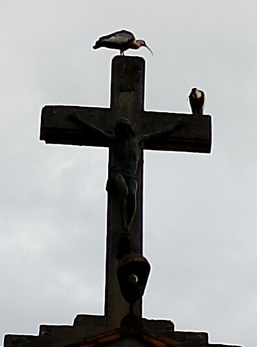 Buff-necked Ibis