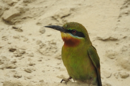 Blue-tailed Bee-eater