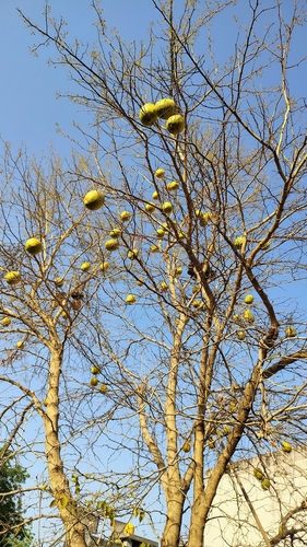 bengal quince