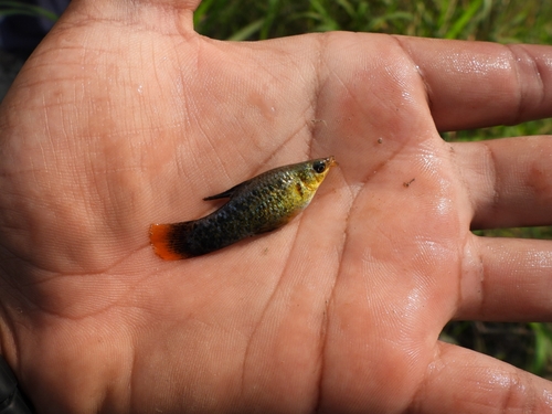 Shortfin Molly