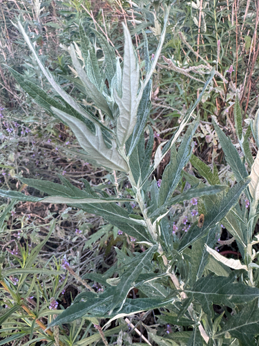 iNaturalist observation photo of California mugwort