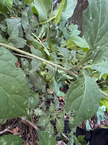 iNaturalist observation photo of black nightshade