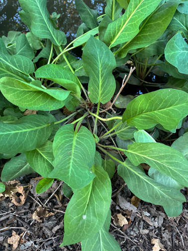 iNaturalist observation photo of Yerba Mansa