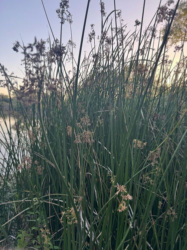 iNaturalist observation photo of California bulrush