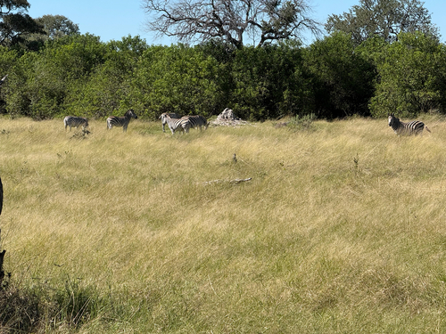 Chapman's Zebra
