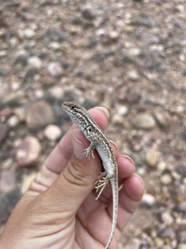 Common Sagebrush Lizard