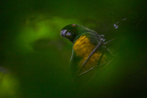 Masked Shining-Parrot