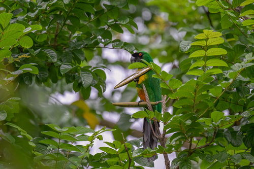 Masked Shining-Parrot