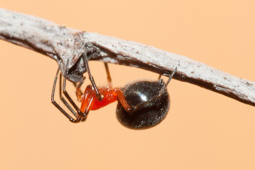 Peatland Sheetweb Weaver