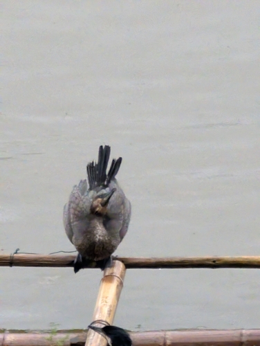 Great Cormorant