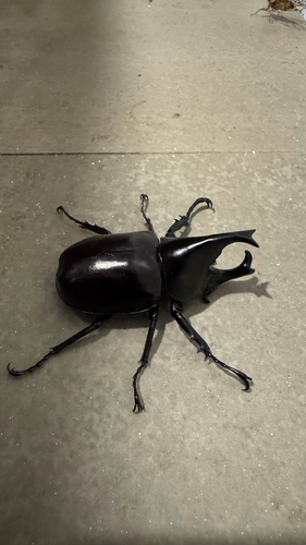 Xylotrupes lumawigi