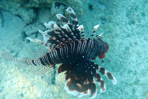 Indian Lionfish — seen at this dive site