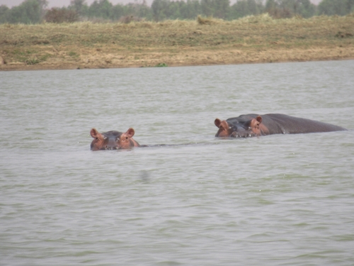 Common Hippopotamus
