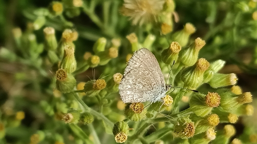 Lesser Grass Blue