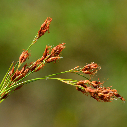 southern beaksedge (Rhynchospora microcarpa)