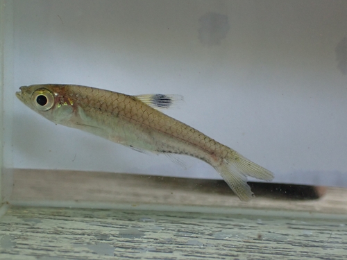 Brevibora cheeya