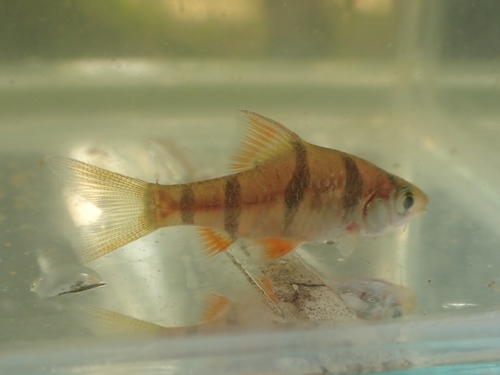 Six-banded Tiger Barb