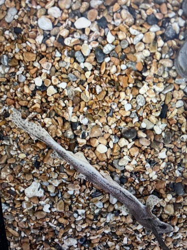 Scyliorhinus canicula