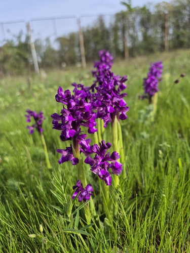 green-winged orchid