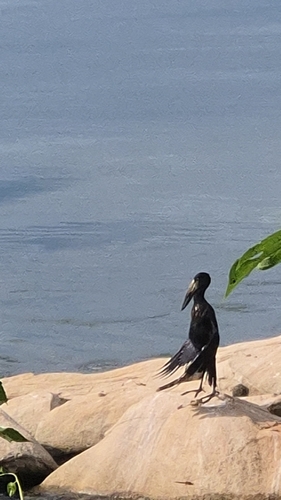 African Openbill