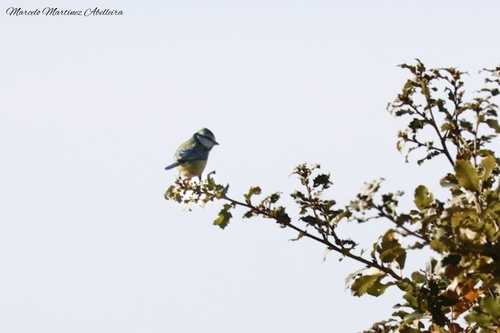 Avistamiento Cyanistes caeruleus
