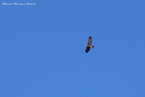 Avistamiento Águila real (Sierra Nevada)