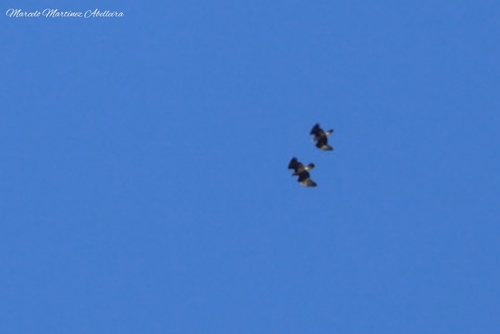 Avistamiento Águila real (Sierra Nevada)