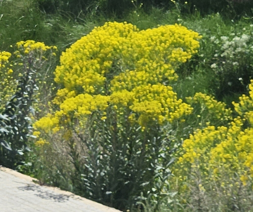 woad