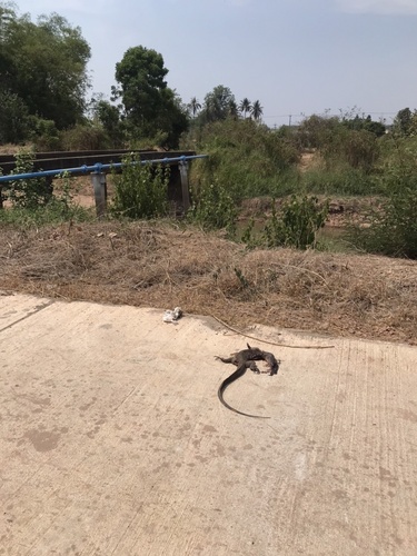 Indomalayan Water Monitor