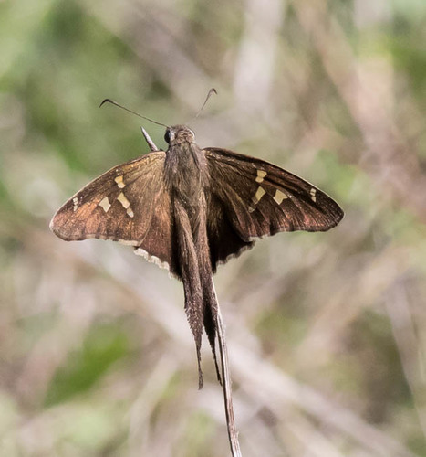 White-striped Longtail