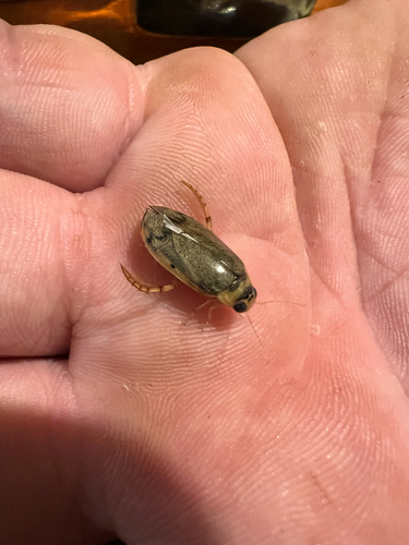 Padded Diving Beetle