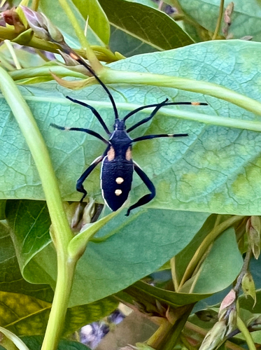 Crusader Bug