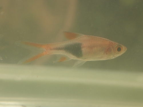 Trigonostigma truncata