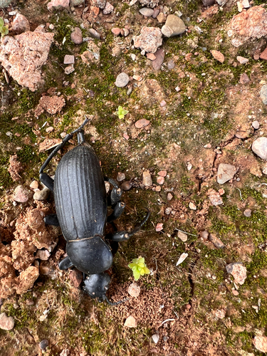 Egyptian Beetle