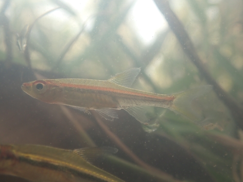 Red-striped Rasbora