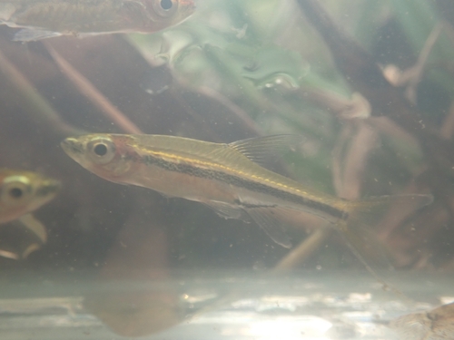 Blue-lined Rasbora