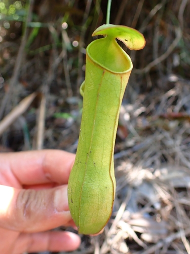 Slender Pitcher-Plant