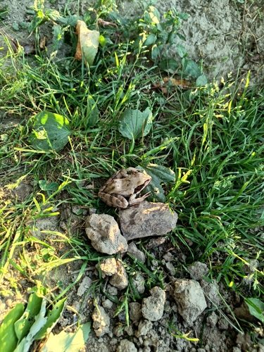 Agile Frog