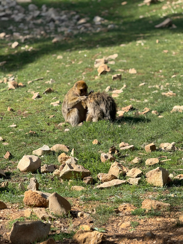 Barbary Macaque