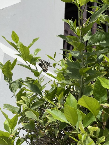 Northern Lime Swallowtail